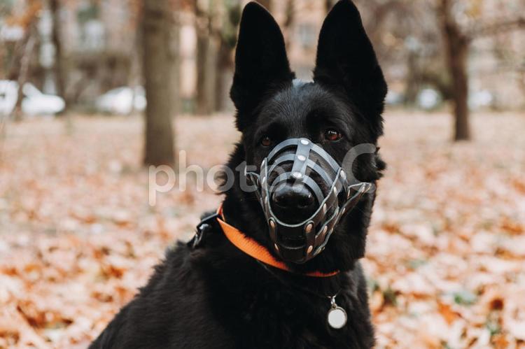 カメラ目線のシェパード シェパード,犬,首輪の写真素材