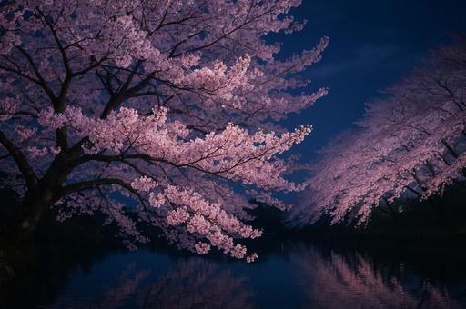 ライトアップされた夜桜 ライトアップされた夜桜の写真