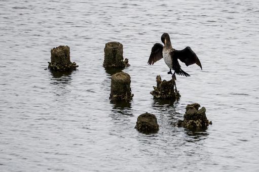 ウミウの若鳥⑴ ウミウの若鳥⑴の写真