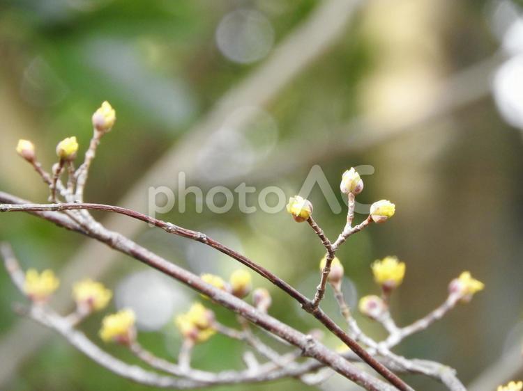 ３月の風景 花,枝,植物の写真素材