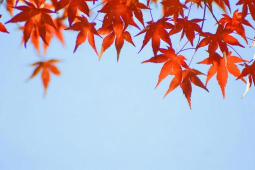 紅葉のモミジと青空 紅葉のモミジと青空の写真