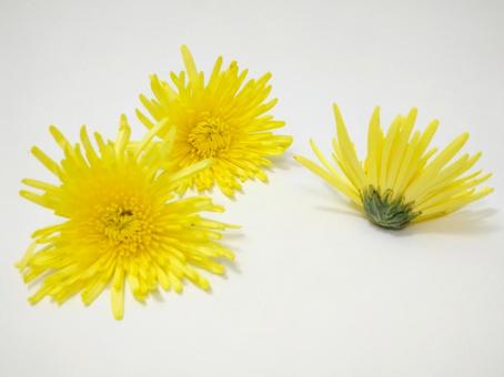 食用菊４ 菊,花,食用の写真素材