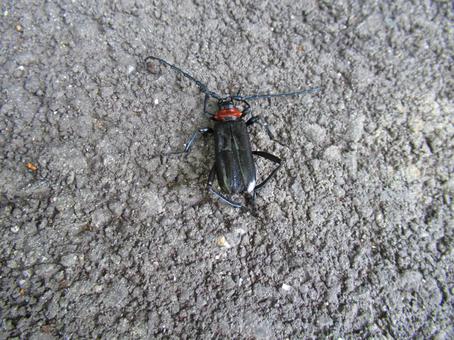 クビアカツヤカミキリ クビアカツヤカミキリの写真