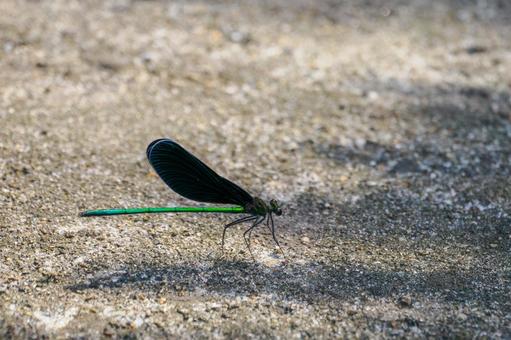 アオハダトンボ⑴の写真