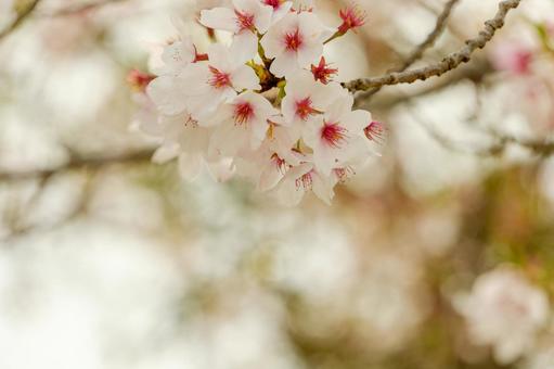 柔らかな光に包まれた桜の花 柔らかな光に包まれた桜の花の写真