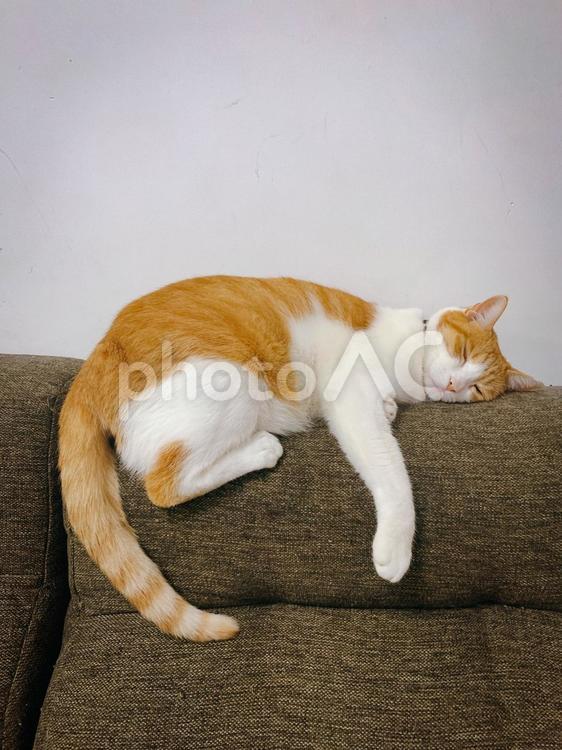 ソファの背もたれでぐっすり眠る茶白猫 猫,茶白猫,眠るの写真素材