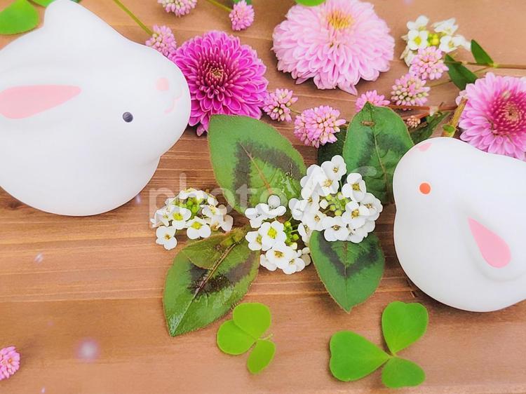 白うさぎの親子と花と木目背景 うさぎ,クローバー,三つ葉の写真素材