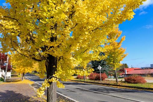 イチョウの並木道の写真