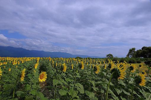 第1なぎさ公園 ひまわり2025年㉘ 第1なぎさ公園 ひまわり2025年㉘ 滋賀県,守山市,第1なぎさ公園の写真素材