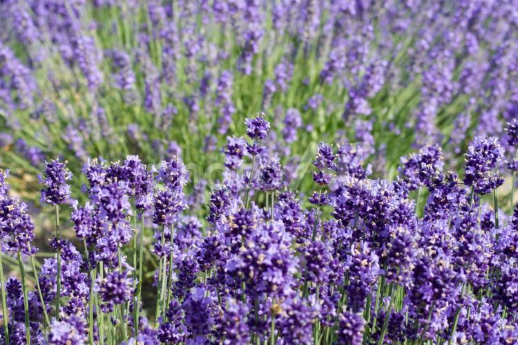 北海道を彩るお花畑 ラベンダー,北海道,花の写真素材