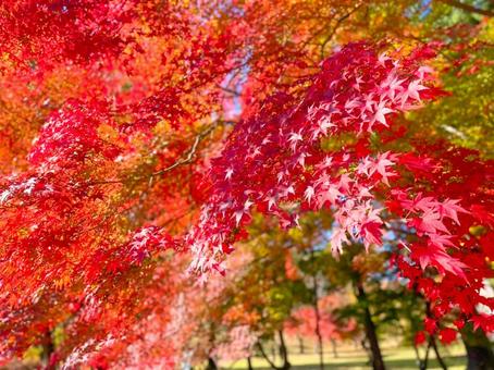 紅葉いっぱい モミジ,紅葉,カエデの写真素材