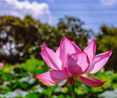 古代ハスの花6ー22 古代ハスの花6ー22の写真