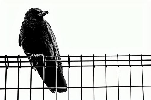 Photo, dark, crow, black, 