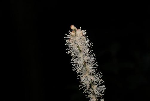 イヌショウマ イヌショウマの写真