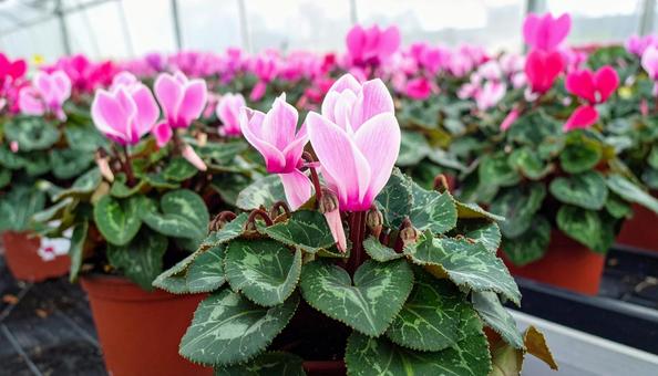 シクラメンの花 シクラメンの花の写真
