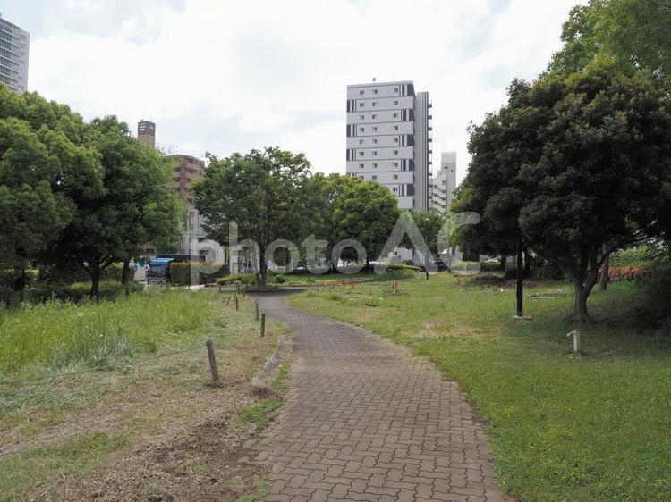 木場公園　2024年 2024年,木場公園,公園の写真素材