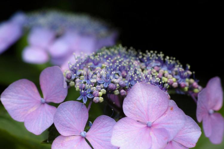 ガクアジサイ 紫陽花,アジサイ,ガクアジサイの写真素材