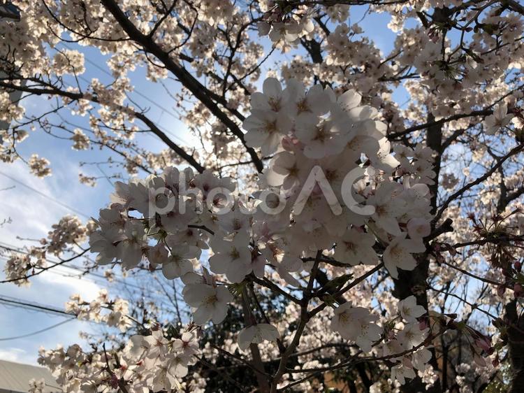 平成最後のさくら さくら,サクラ,桜の写真素材