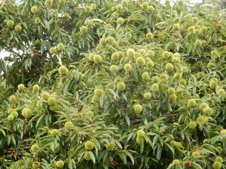 【植物写真】イガグリ(毬栗) 【植物写真】イガグリ(毬栗)の写真