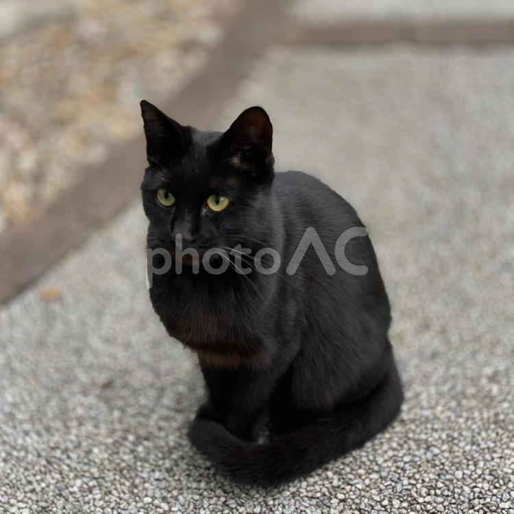 たたずむ黒猫 黒猫,ねこ,寝ているの写真素材