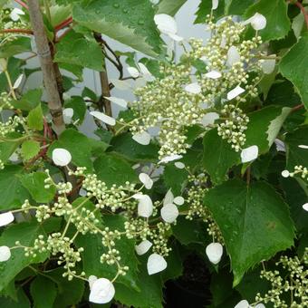 White rock lily flowers, JPG
