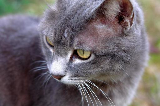 何かが気になる様子の猫 何かが気になる様子の猫の写真