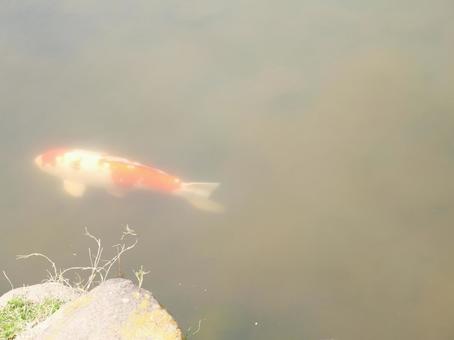 池で泳ぐ錦鯉 池で泳ぐ錦鯉の写真