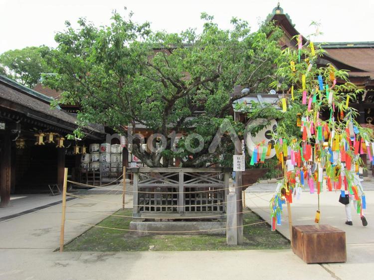 飛び梅伝説伝承のご神木。 梅,飛梅,伝説の写真素材