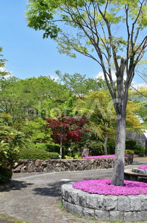 新緑の風景 もみじ,ピンク,何人もありませんの写真素材
