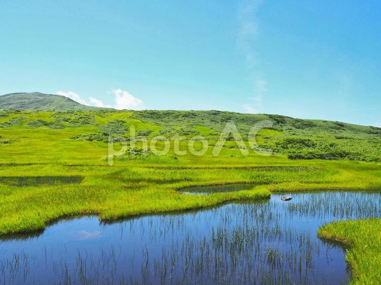 夏の景色４５ 月山,月山弥陀ヶ原湿原,湿原の写真素材