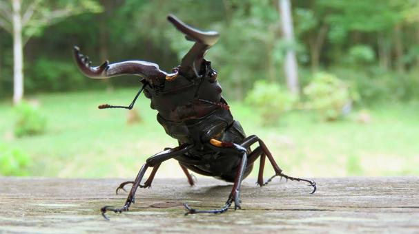 Photo, stag beetle, saw toothbrush, insect, 