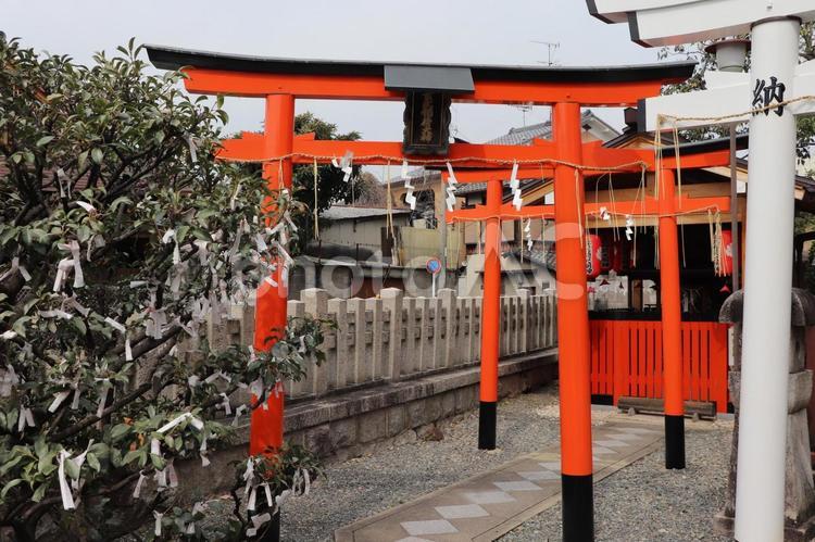 玄武神社　玄武稲荷社 玄武神社,玄武稲荷社,鳥居の写真素材