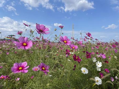 ピンクのコスモスと秋の空の写真