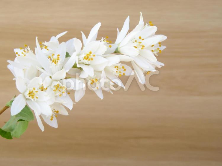 白い花と木目_02 花,背景,木目の写真素材