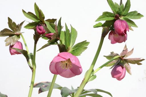 クリスマスローズの花 クリスマスローズの花 植物,花,花びらの写真素材