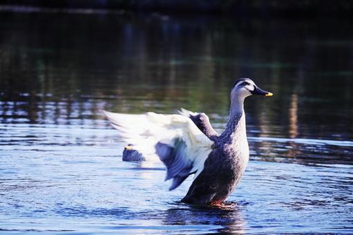 池の上で羽を広げるカルガモ 池の上で羽を広げるカルガモの写真