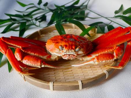 ずわいがに.5 ずわいがに,カニ,甲殻類の写真素材