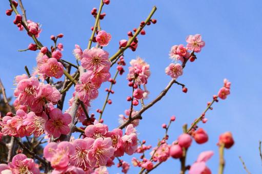 かわいいピンクの梅の花　２ 梅,ピンク,正月の写真素材