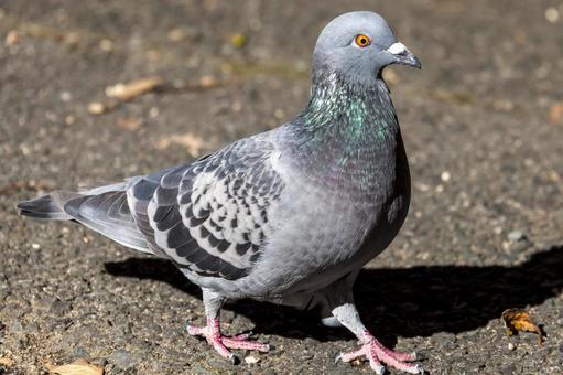 運動公園の鳩2（豊橋市） ドバト,鳩,鳥類の写真素材