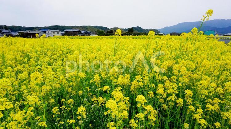 福岡県古賀市の菜の花畑 菜の花,青空,春の写真素材