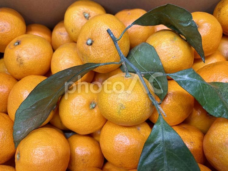 箱入りのみかん　アップ みかん,柑橘,食べ物の写真素材