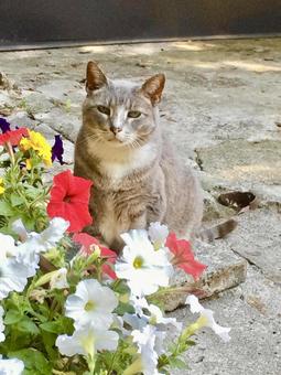 野良猫と朝顔 野良猫と朝顔の写真