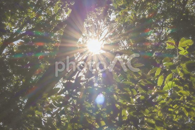 木漏れ日 木漏れ日,森,木の写真素材