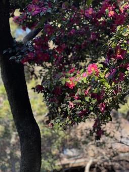 赤い花の咲く寒椿の木 山茶花,椿,ツバキの写真素材