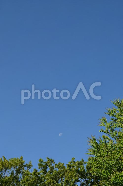 新緑の木々と青空 新緑,木,青空の写真素材