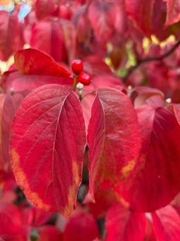 ハナミズキ 秋3の写真