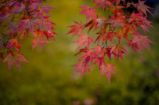 ［季節のイメージ］秋｜紅葉｜もみじの写真