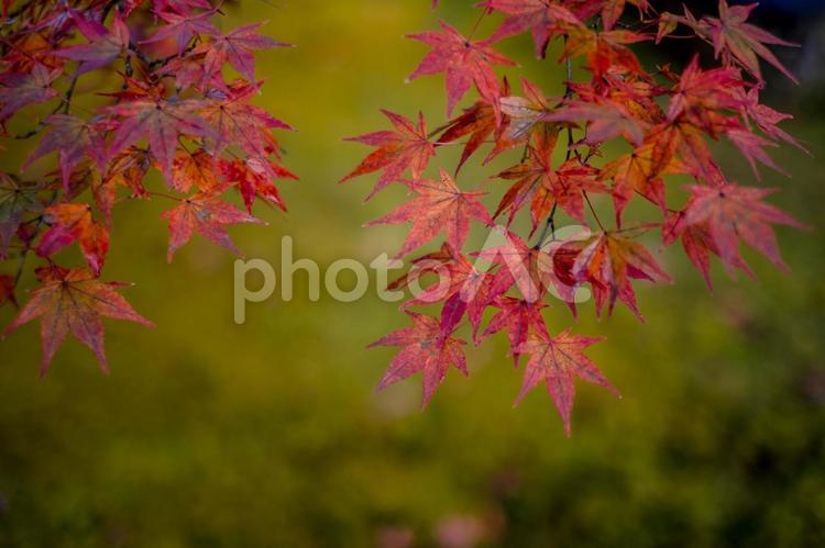 ［街角スナップ］紅葉の季節｜もみじ もみじ,モミジ,かえでの写真素材