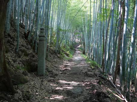 高野山　町石道　竹林の写真