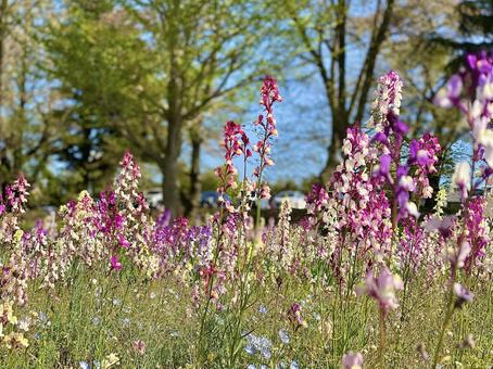 春のお花 春のお花の写真